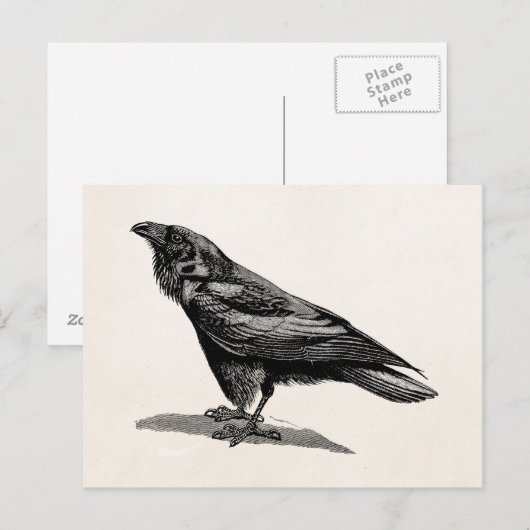  Raven Crow Blackbird Bird Illustratie Briefkaart (Voorkant / Achterkant)