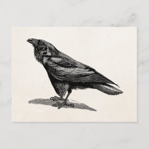 Raven Crow Blackbird Bird Illustratie Briefkaart