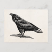  Raven Crow Blackbird Bird Illustratie Briefkaart (Voorkant)