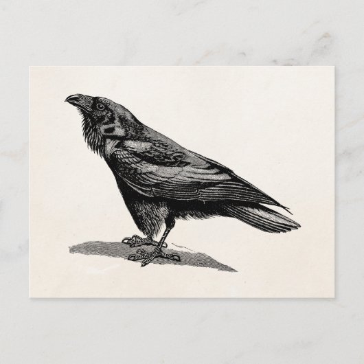  Raven Crow Blackbird Bird Illustratie Briefkaart (Voorkant)