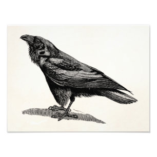  Raven Crow Blackbird Bird Illustratie Foto Afdruk