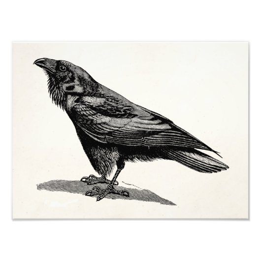  Raven Crow Blackbird Bird Illustratie Foto Afdruk (Voorkant)