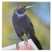 Raven Crow Blackbird Bird Tile Tegeltje (Voorkant)