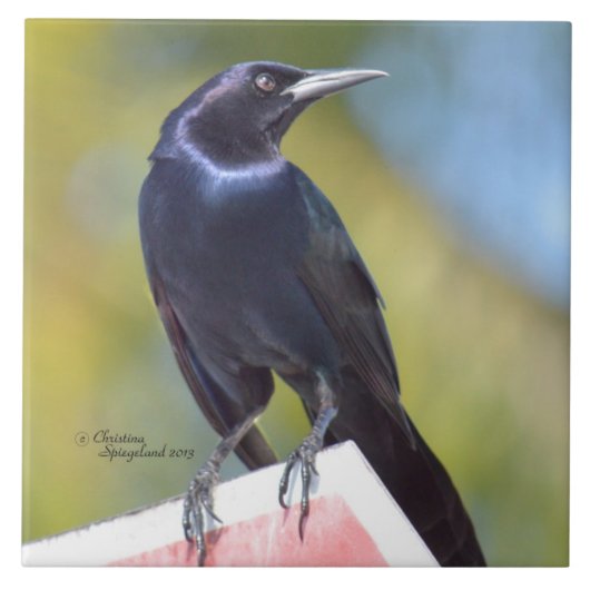 Raven Crow Blackbird Bird Tile Tegeltje (Voorkant)