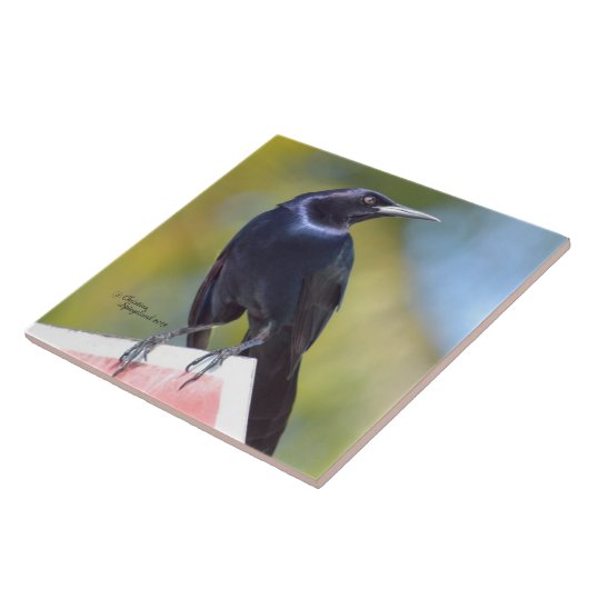 Raven Crow Blackbird Bird Tile Tegeltje (Zijkant)