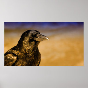 Raven Crow Gothic Fantasy Black Bird Natuur Poster