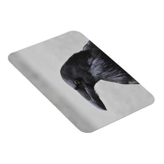 Raven de Magnificent! Magneet (Rechterzijde)