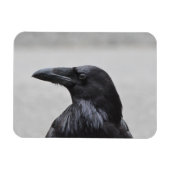 Raven de Magnificent! Magneet (Horizontaal)