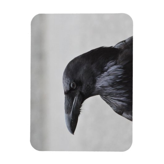 Raven de Magnificent! Magneet (Verticaal)