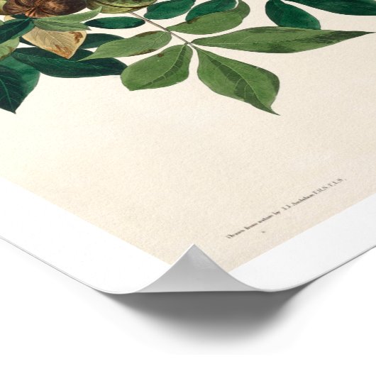 Raven door Audubon Poster (Hoek)