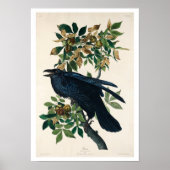 Raven door Audubon Poster (Voorkant)