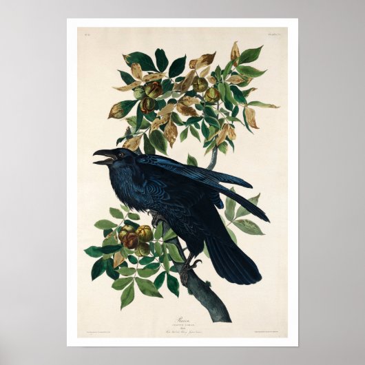 Raven door Audubon Poster (Voorkant)