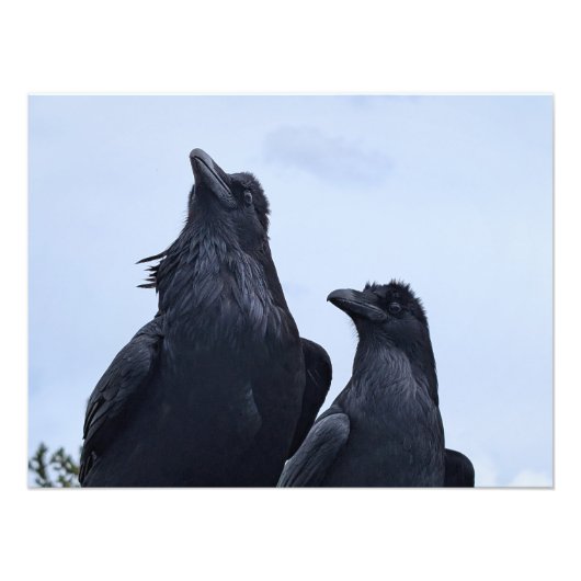 Raven Foto Afdruk (Voorkant)
