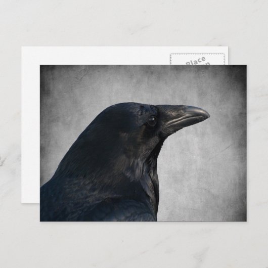 Raven Glamor Shot Briefkaart (Voorkant / Achterkant)
