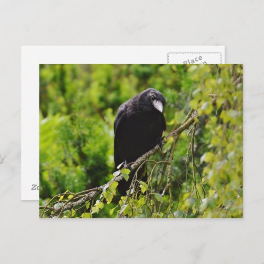 Raven in het Briefkaart van de bomen (Voorkant / Achterkant)