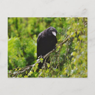 Raven in het Briefkaart van de bomen