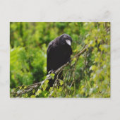 Raven in het Briefkaart van de bomen (Voorkant)