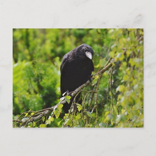 Raven in het Briefkaart van de bomen (Voorkant)