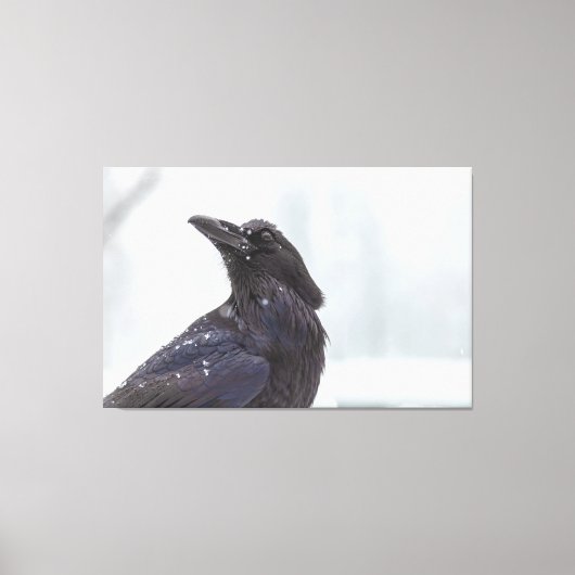 Raven in Snow Canvas Afdruk (Voorkant)