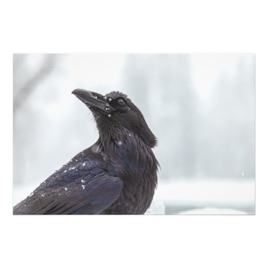 Raven in Snow Foto Afdruk (Voorkant)