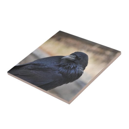 Raven in Yellowstone National Park Tegeltje (Zijkant)