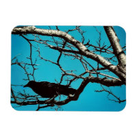 Raven Kraai Zwarte Vogel Zilveren Boom Blauwe Luch