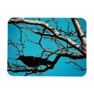 Raven Kraai Zwarte Vogel Zilveren Boom Blauwe Luch Magneet