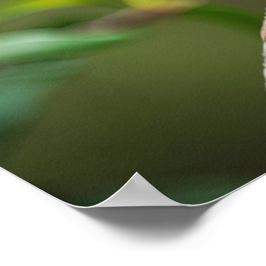 Raven op een boomtak poster (Hoek)