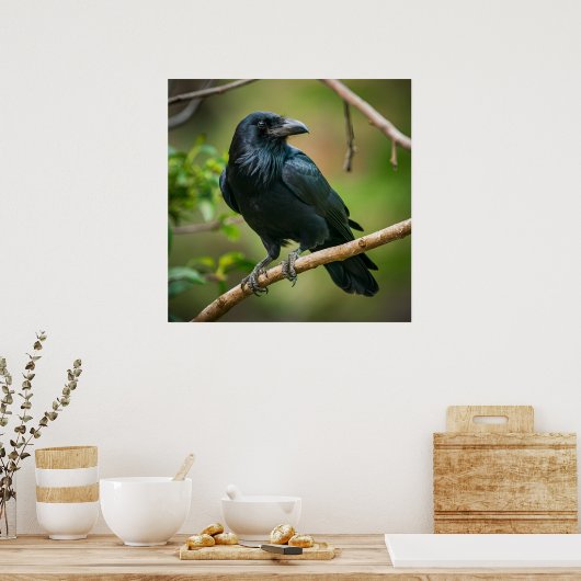 Raven op een boomtak poster (Keuken)