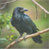 Raven op een boomtak sticker (Voorkant)