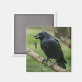 Raven op een tak met sleutel magneet (Voorkant / Achterkant)