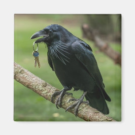 Raven op een tak met sleutel magneet