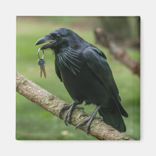 Raven op een tak met sleutel magneet