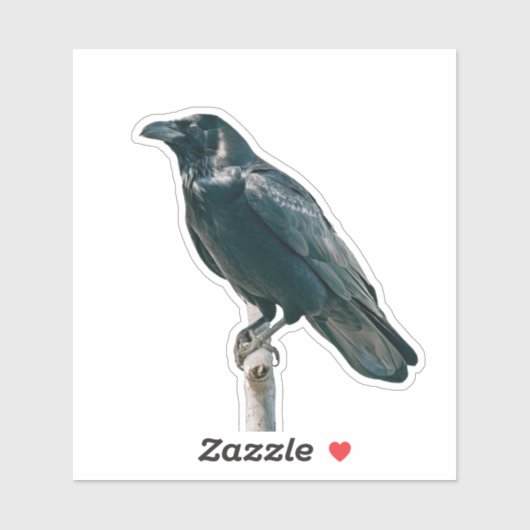 Raven op een tak sticker (Vel)