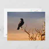 Raven op Sunlit Tree Branches, Grand Canyon Briefkaart (Voorkant / Achterkant)