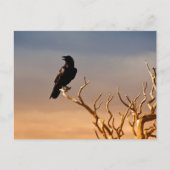 Raven op Sunlit Tree Branches, Grand Canyon Briefkaart (Voorkant)