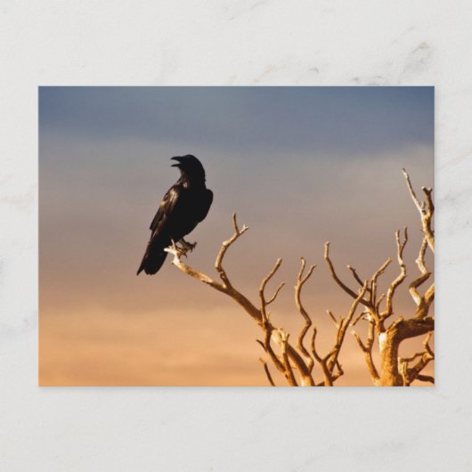 Raven op Sunlit Tree Branches, Grand Canyon Briefkaart (Voorkant)