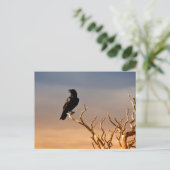 Raven op Sunlit Tree Branches, Grand Canyon Briefkaart (Staand voorkant)