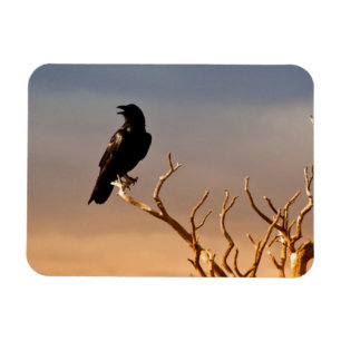 Raven op Sunlit Tree Branches, Grand Canyon Magneet