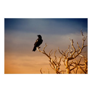 Raven op Sunlit Tree Branches, Grand Canyon Poster