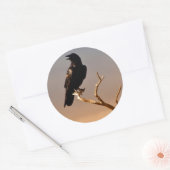 Raven op Sunlit Tree Branches, Grand Canyon Ronde Sticker (Envelop)