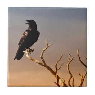 Raven op Sunlit Tree Branches, Grand Canyon Tegeltje