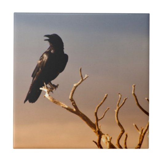 Raven op Sunlit Tree Branches, Grand Canyon Tegeltje (Voorkant)
