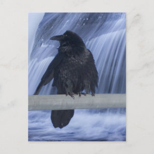 Raven over een waterval briefkaart