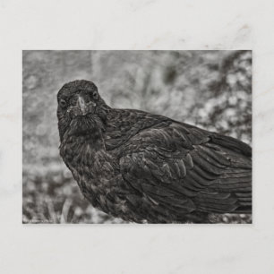Raven P9239 Briefkaart