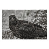Raven P9239 Foto Afdruk (Voorkant)