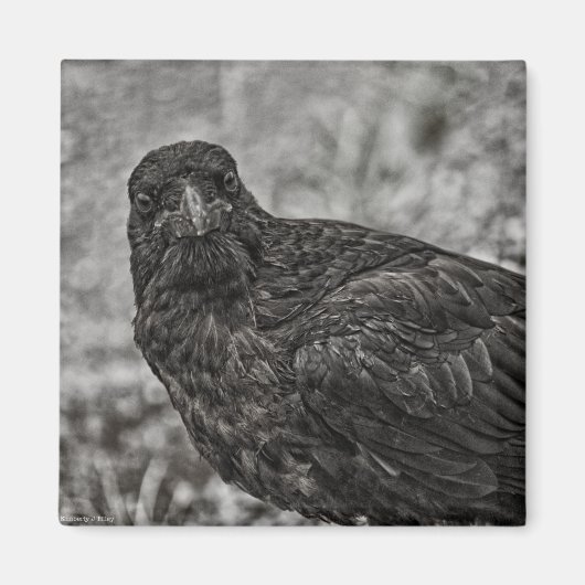 Raven P9239 Magneet (Voorkant)