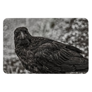 Raven P9239 Magneet