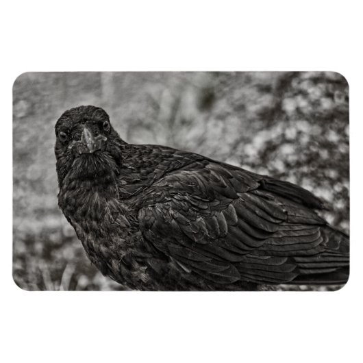 Raven P9239 Magneet (Horizontaal)