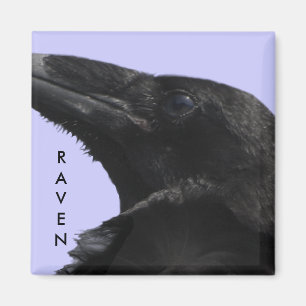 Raven profiel magneet